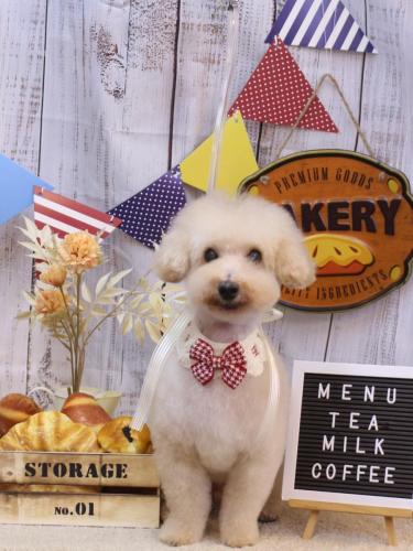 20240913こじろうくん